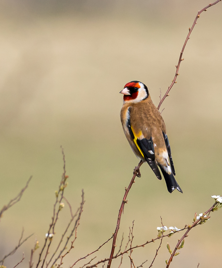 HC Goldfinch by Barbara Austin